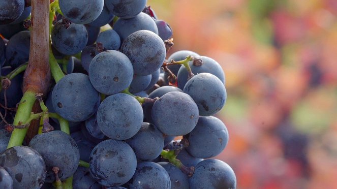 Milovníci vína - Barbaresco naturale - Z filmu