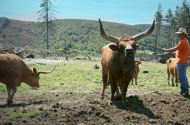 Meuh ! L’épopée des cornes - Le Bœuf à la conquête des prairies - Photos