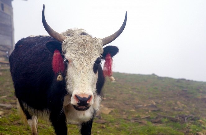 Muh! Die Geschichte des Hornviehs - Das Yak erobert das Hochland - Filmfotos