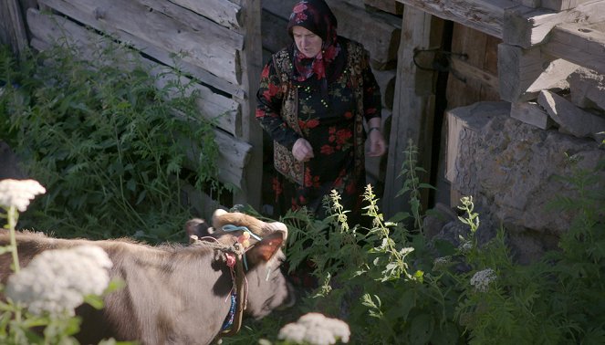 Meuh ! L’épopée des cornes - Le Bœuf à la conquête des prairies - Z filmu