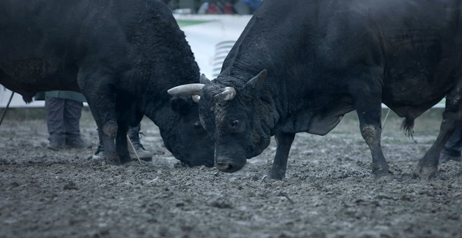 Meuh ! L’épopée des cornes - Le Bœuf à la conquête des prairies - Film