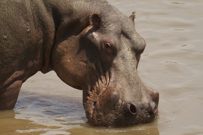 Hippo vs. Croc - Photos