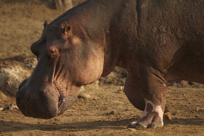 Hippo vs. Croc - Van film