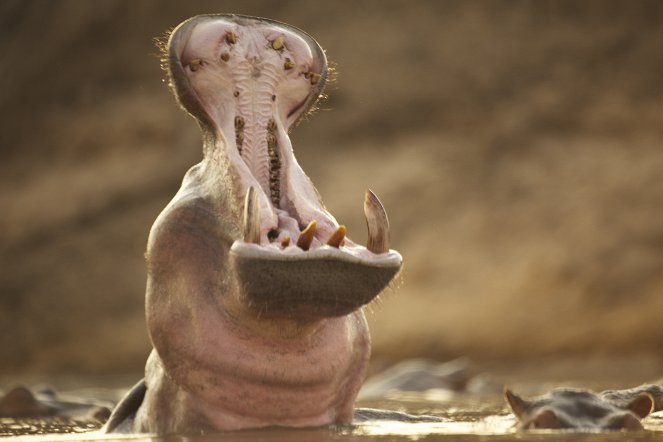 Hippo vs. Croc - Do filme