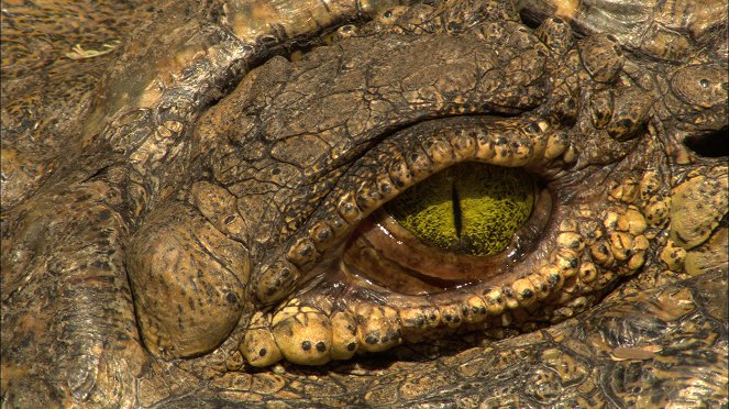 Krokodilok kontra vízilovak - Filmfotók