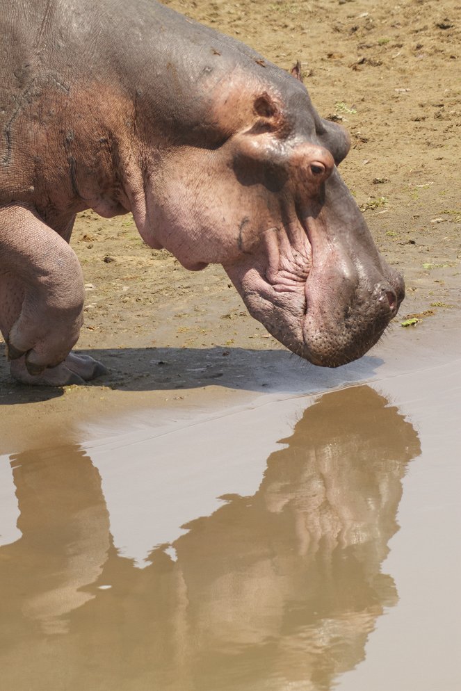 Hippo vs. Croc - Z filmu