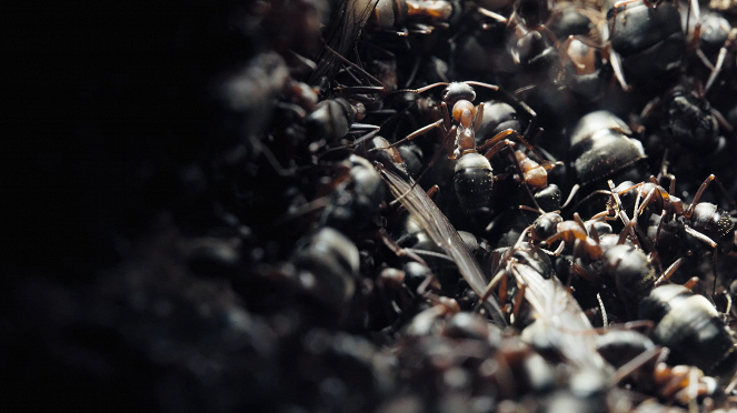 Le Royaume des fourmis - Filmfotos