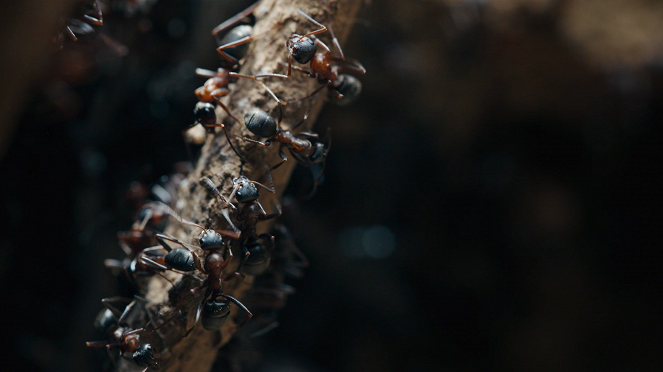 Le Royaume des fourmis - Film