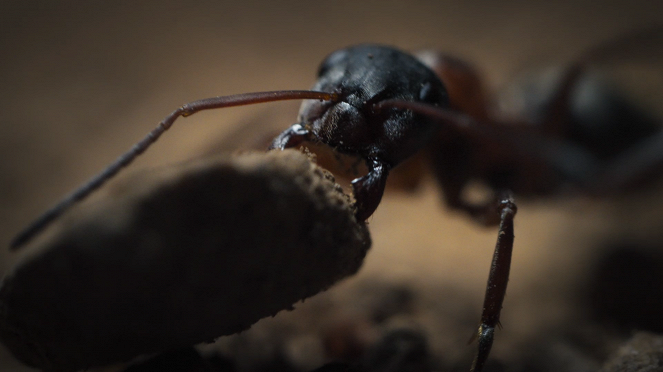 V říši mravenců - Z filmu