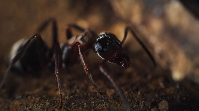 Le Royaume des fourmis - Z filmu