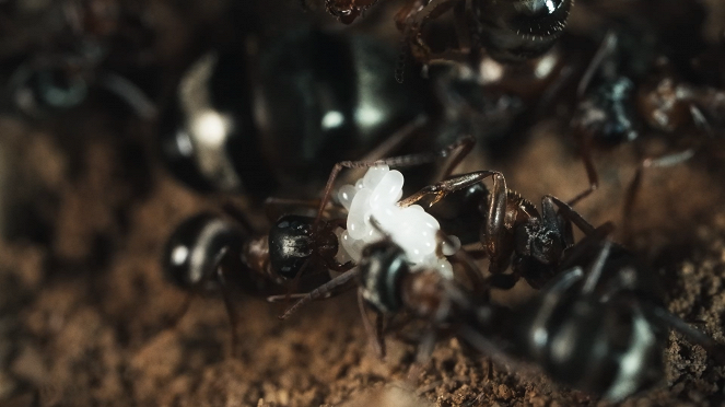 Le Royaume des fourmis - Kuvat elokuvasta
