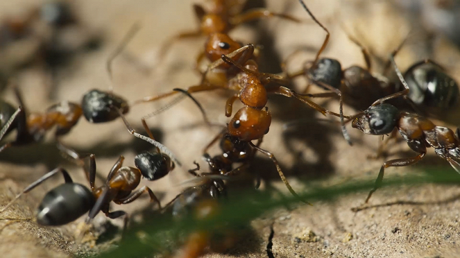 Le Royaume des fourmis - Kuvat elokuvasta