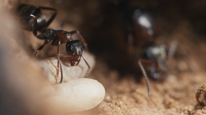 Le Royaume des fourmis - Filmfotos