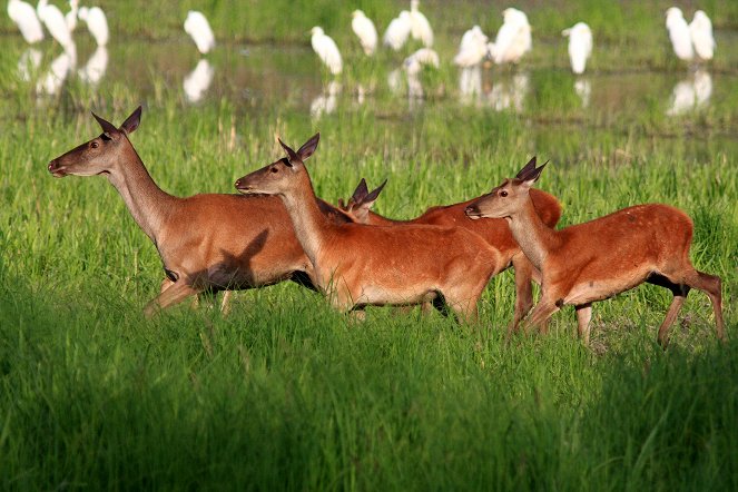 Abenteuer Wildnis: Ungarn - Wildnis zwischen Donau und Theiß - Do filme