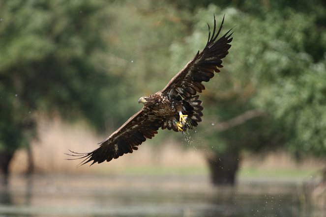 Abenteuer Wildnis: Ungarn - Wildnis zwischen Donau und Theiß - De la película