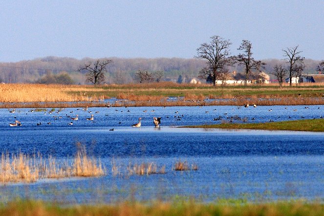 Abenteuer Wildnis: Ungarn - Wildnis zwischen Donau und Theiß - Do filme