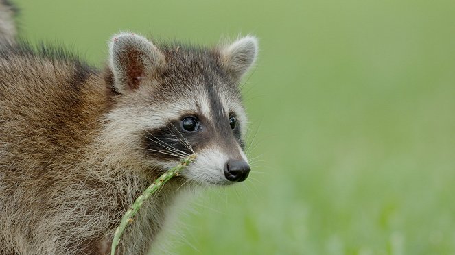 Raccoons: Survival Warriors - Photos