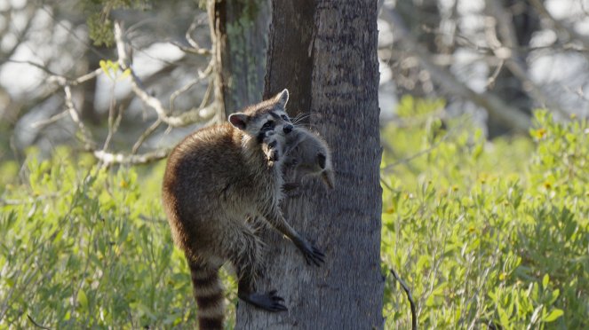 Raccoons: Survival Warriors - Photos