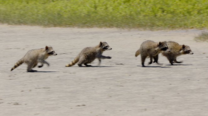 Raccoons: Survival Warriors - Photos