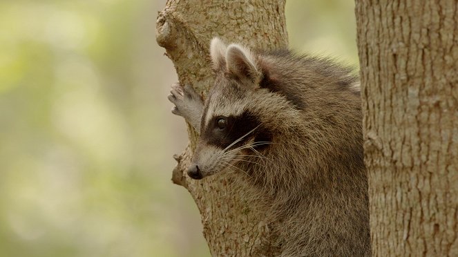 Raccoons: Survival Warriors - Photos