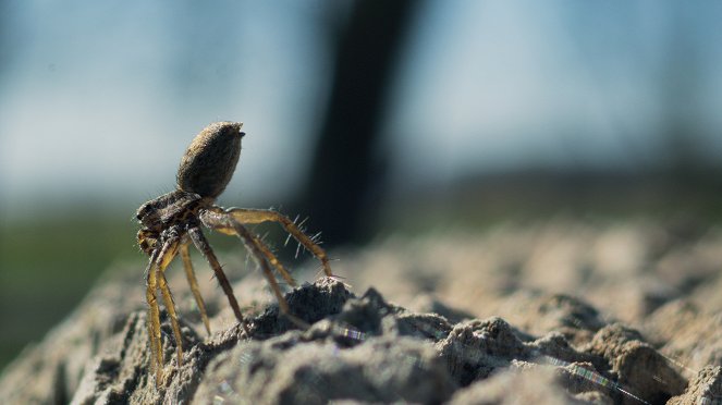 Onze Natuur - Filmfotos