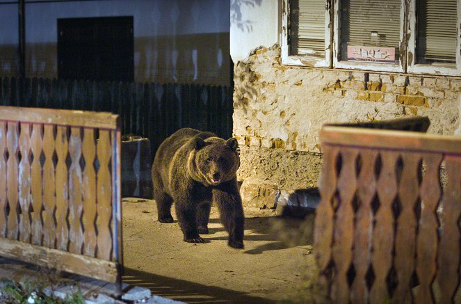 Erdélyi medvék a kertben - Filmfotók