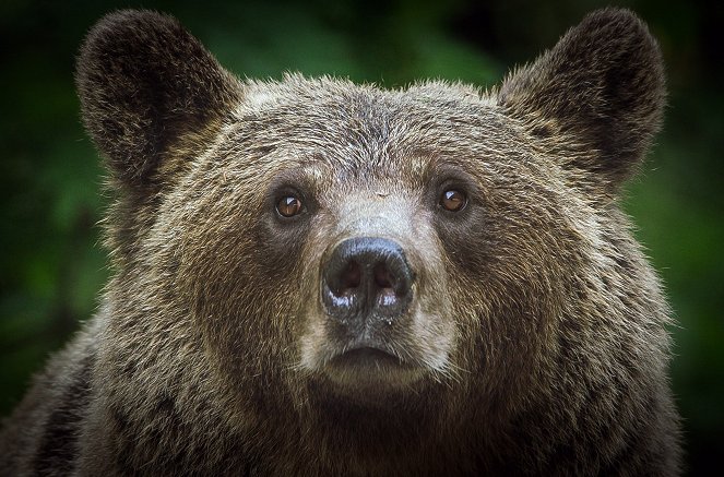 Backyard Bears of Transylvania - Photos