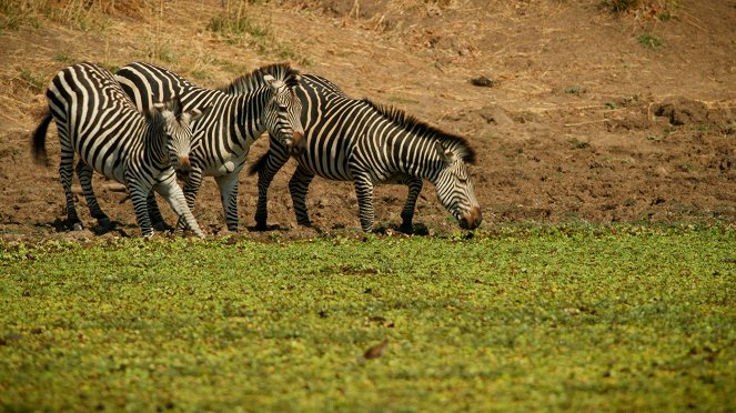 Zebras, Stars with stripes - Photos