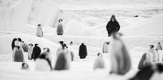 Antarktyda wzywa - Z filmu