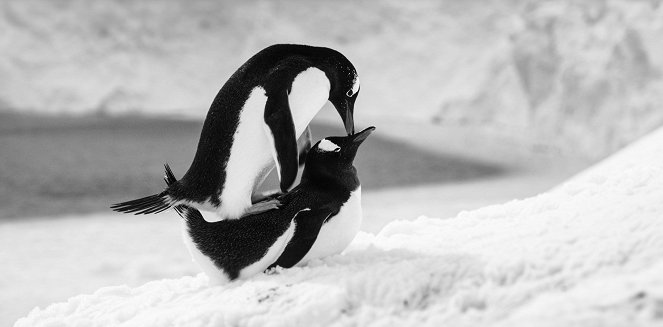 Rückkehr zum Land der Pinguine - Filmfotos