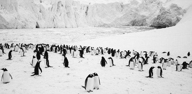 Volání Antarktidy - Z filmu