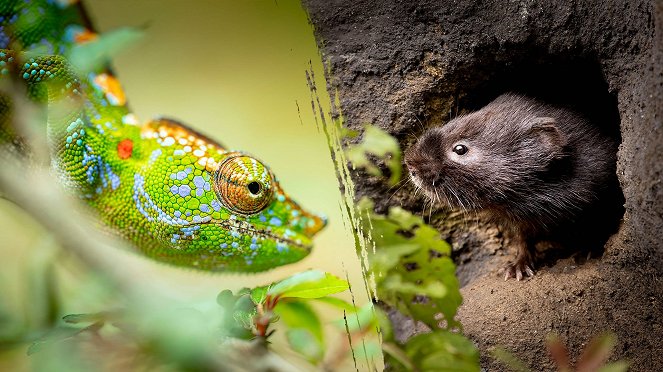 Big Little Journeys - Chameleon & Water Vole - Werbefoto