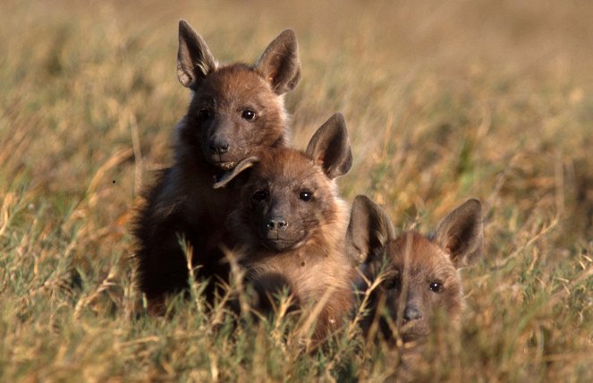 The Brown Hyena of Makgadikgadi - Photos