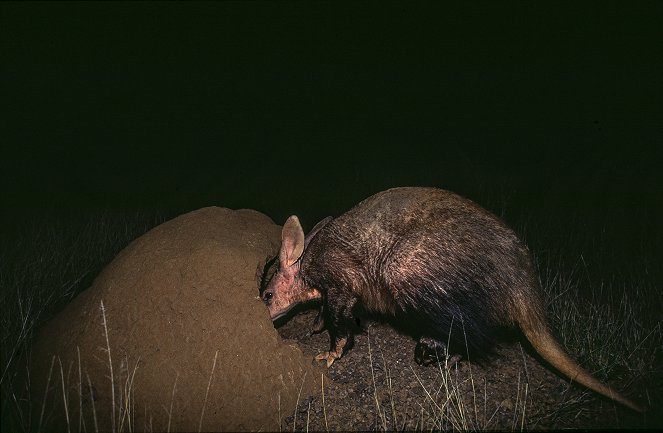 The Brown Hyena of Makgadikgadi - Van film