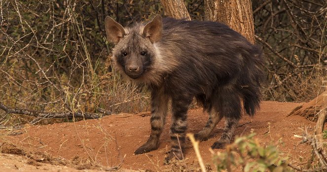 The Brown Hyena of Makgadikgadi - Filmfotos