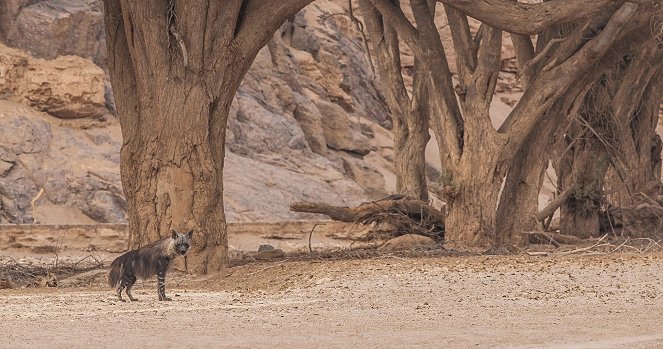 The Brown Hyena of Makgadikgadi - Do filme