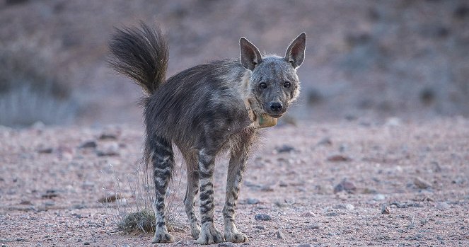 The Brown Hyena of Makgadikgadi - Van film