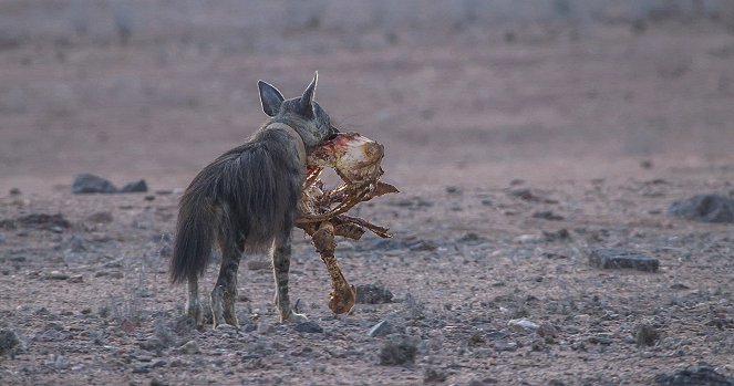 The Brown Hyena of Makgadikgadi - De la película
