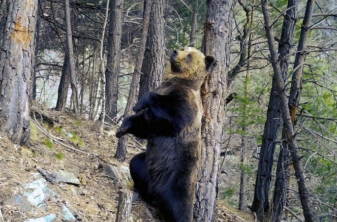 Die Pyrenäen - Bären und Influencer - Filmfotos