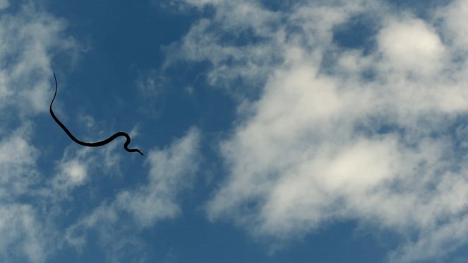 Tierische Überflieger - Flugkünstler - Photos