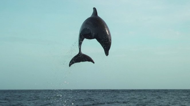 Tierische Überflieger - Flugkünstler - Filmfotók