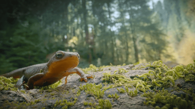 Incredible Animal Journeys - Kuvat elokuvasta