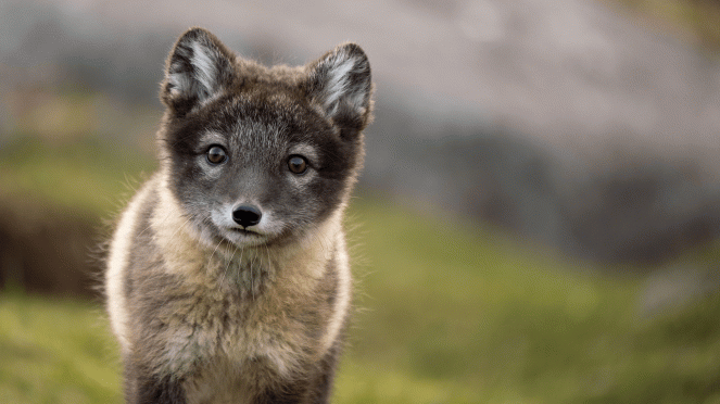 Hihetetlen állati utazások - Felnőni az Északi-sarkvidéken - Filmfotók