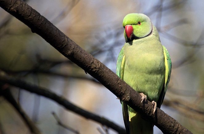 Globalisierung der Natur: Invasive Arten - Filmfotos