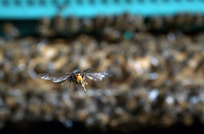 Globalisierung der Natur: Invasive Arten - Filmfotos