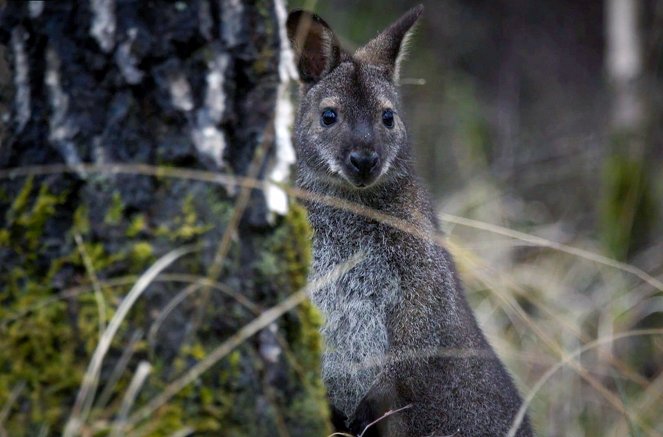 Globalisierung der Natur: Invasive Arten - Filmfotos