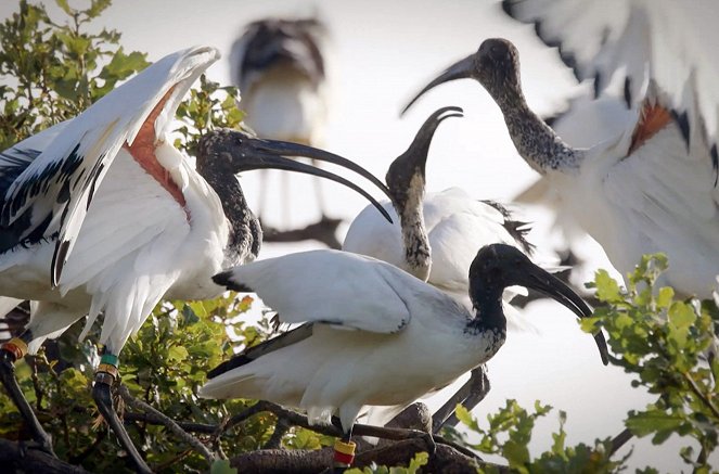 Globalisierung der Natur: Invasive Arten - Filmfotos