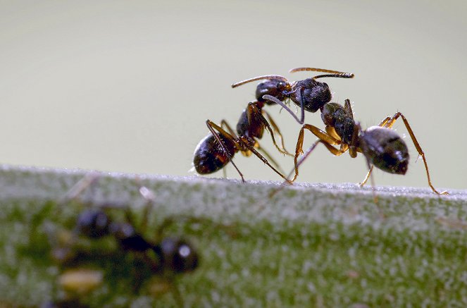 La Forêt des fourmis - De la película