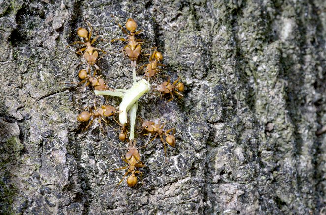 La Forêt des fourmis - Filmfotók