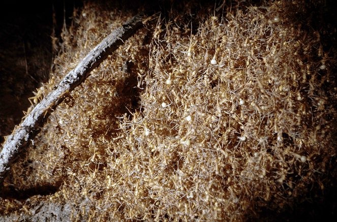 La Forêt des fourmis - Film